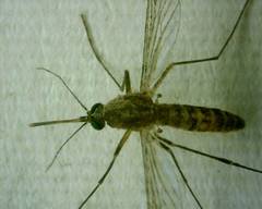 Culex gelidus