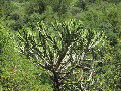 Euphorbia candelabrum