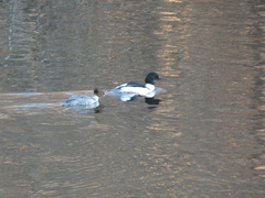 Mergus merganser