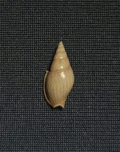 Bifurcium bicanaliferum, 2023-08-10