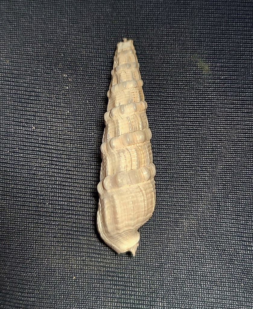 Neoterebra crenifera