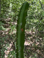 Acanthocereus tetragonus image