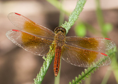 Brachythemis contaminata