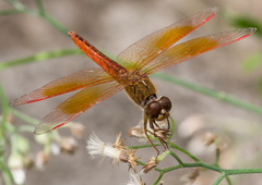 Brachythemis contaminata