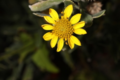 Borrichia