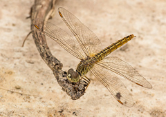 Brachythemis contaminata