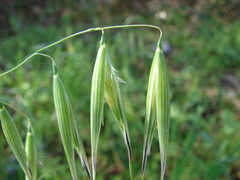 Avena sterilis