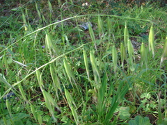 Avena sterilis