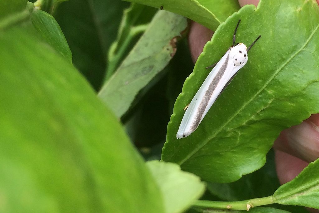 Ilemodes heterogyna