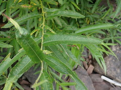 Salix pellita