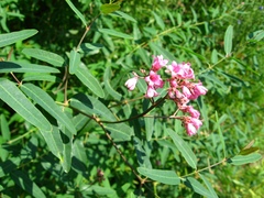 Apocynum lancifolium