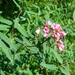 Apocynum lancifolium - Photo (c) Aleksandr Ebel, some rights reserved (CC BY-NC), uploaded by Aleksandr Ebel