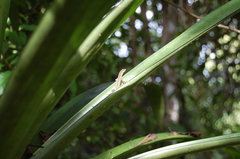 Anolis peraccae