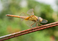 Crocothemis servilia