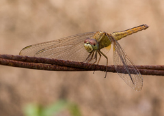 Crocothemis servilia