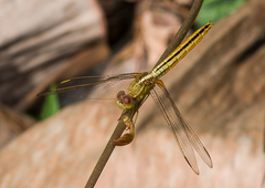 Crocothemis servilia