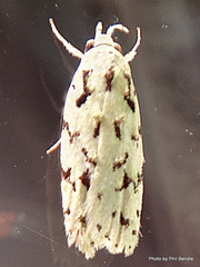 Izatha peroneanella