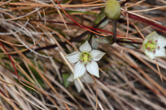 Gentianella grisebachii