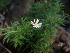 Erigeron hyssopifolius