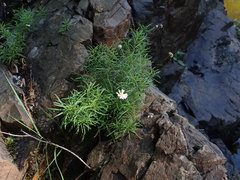 Erigeron hyssopifolius