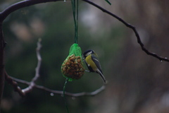 Parus major
