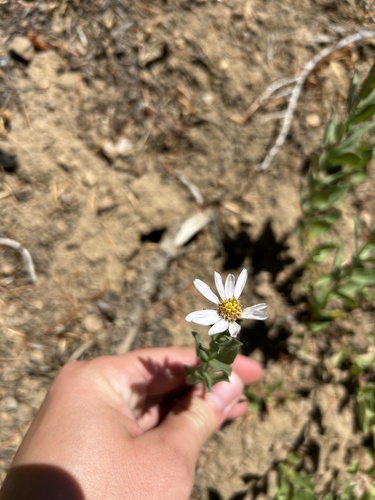 Gorman's Aster (Doellingeria gormanii)
