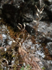 Draba arabisans