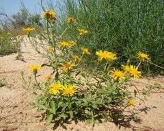Pentanema sabuletorum