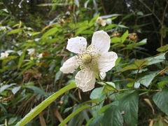 Rubus fraxinifolius