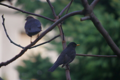 Turdus merula