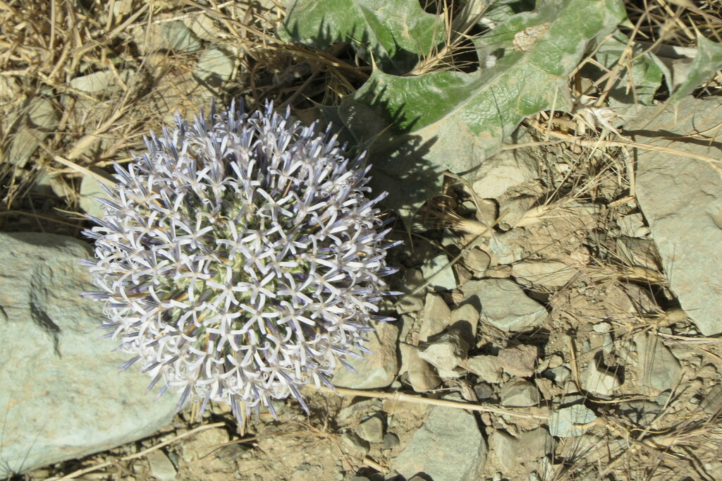 polygamous globe thistle