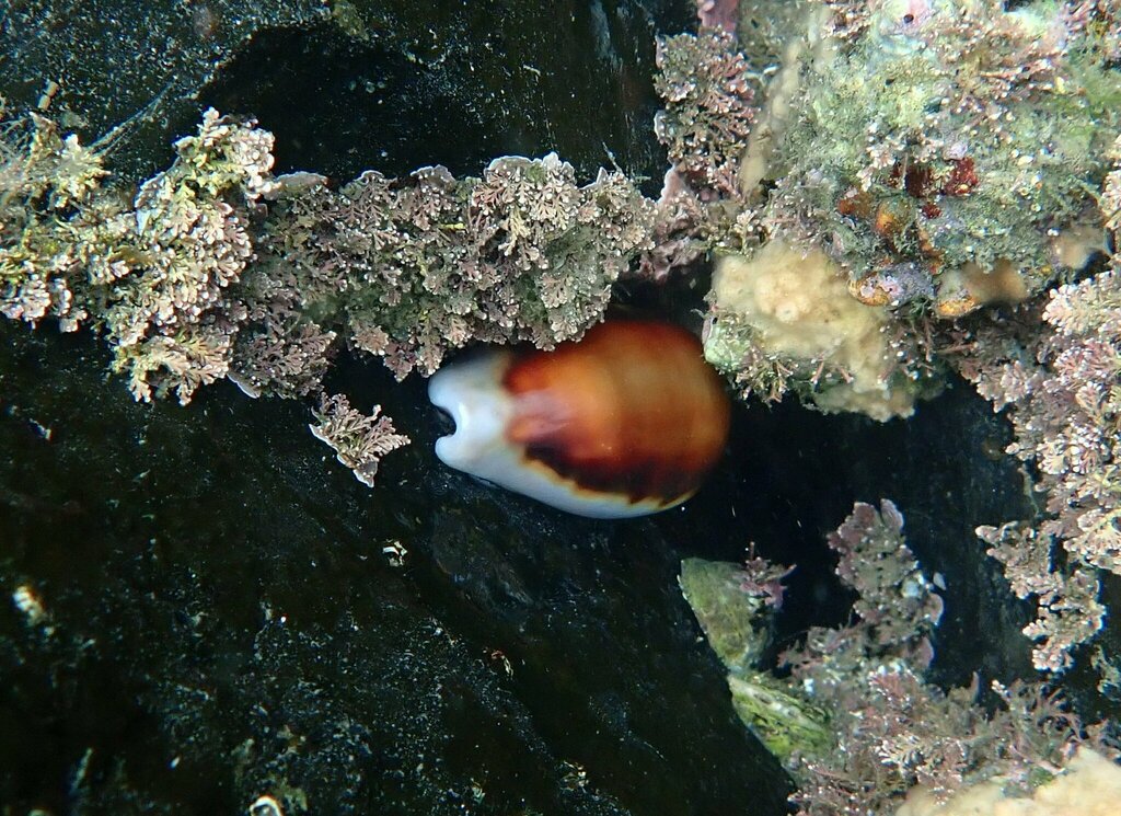 Chestnut Cowry from 2600 Bayside Ln, San Diego, CA 92109 on July 30 ...