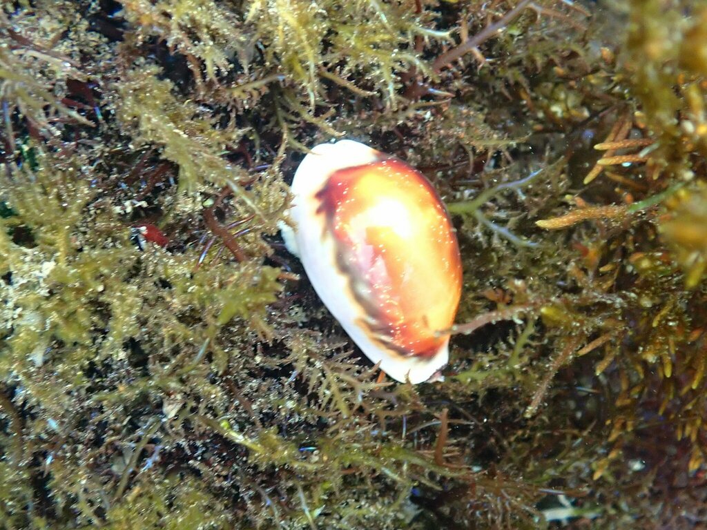 Chestnut Cowry from 2600 Bayside Ln, San Diego, CA 92109 on July 30 ...