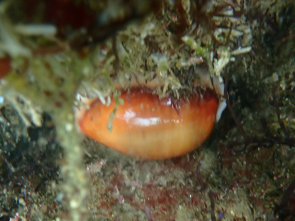 Chestnut Cowry from 2600 Bayside Ln, San Diego, CA 92109 on July 30 ...