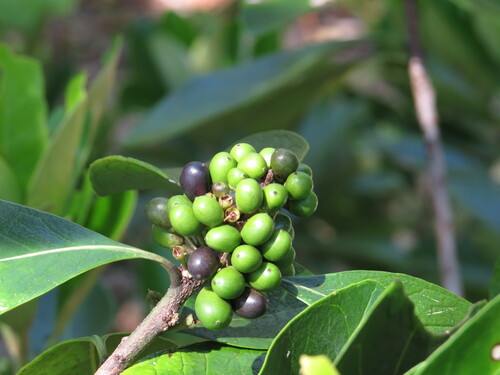Planchonella obovata iNat (1)