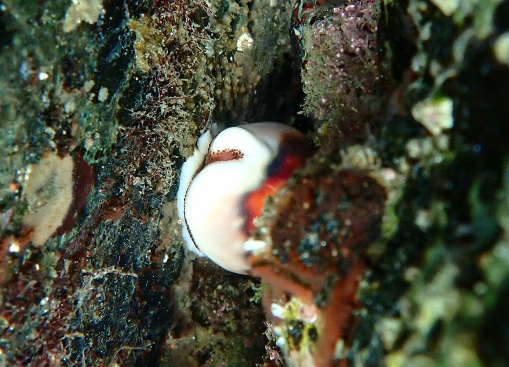 Chestnut Cowry from 2600 Bayside Ln, San Diego, CA 92109 on July 30 ...