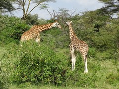 Giraffa camelopardalis rothschildi