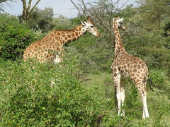 Giraffa camelopardalis rothschildi