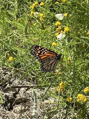Monarch photographed in Nevada