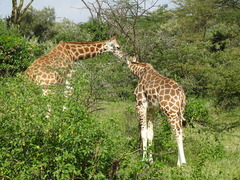 Giraffa camelopardalis rothschildi