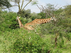Giraffa camelopardalis rothschildi