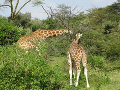 Giraffa camelopardalis rothschildi