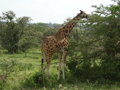 Giraffa camelopardalis rothschildi