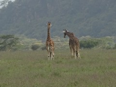 Giraffa camelopardalis rothschildi