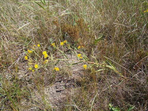 Inula caspica
