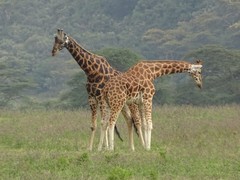 Giraffa camelopardalis rothschildi