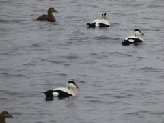 Somateria mollissima