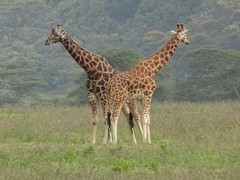Giraffa camelopardalis rothschildi
