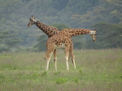 Giraffa camelopardalis rothschildi