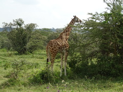 Giraffa camelopardalis rothschildi